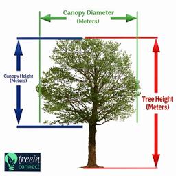 Tree Measurement Guide 2